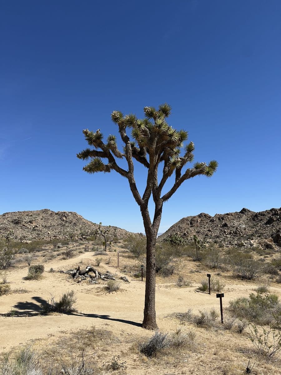 Un arbre de Joshua dans le désert