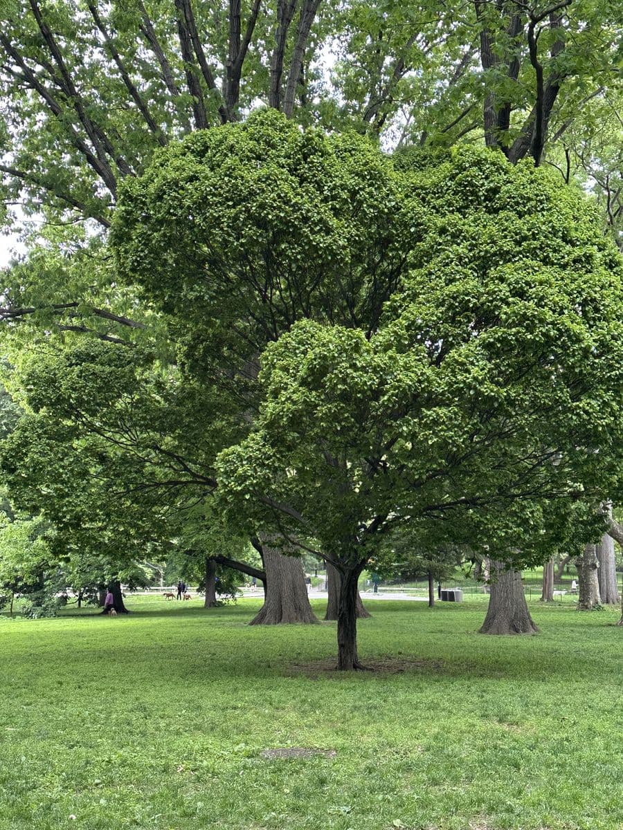 Souvenir du jour 9 — Central Park, Musée du MET & Saks 5th Ave