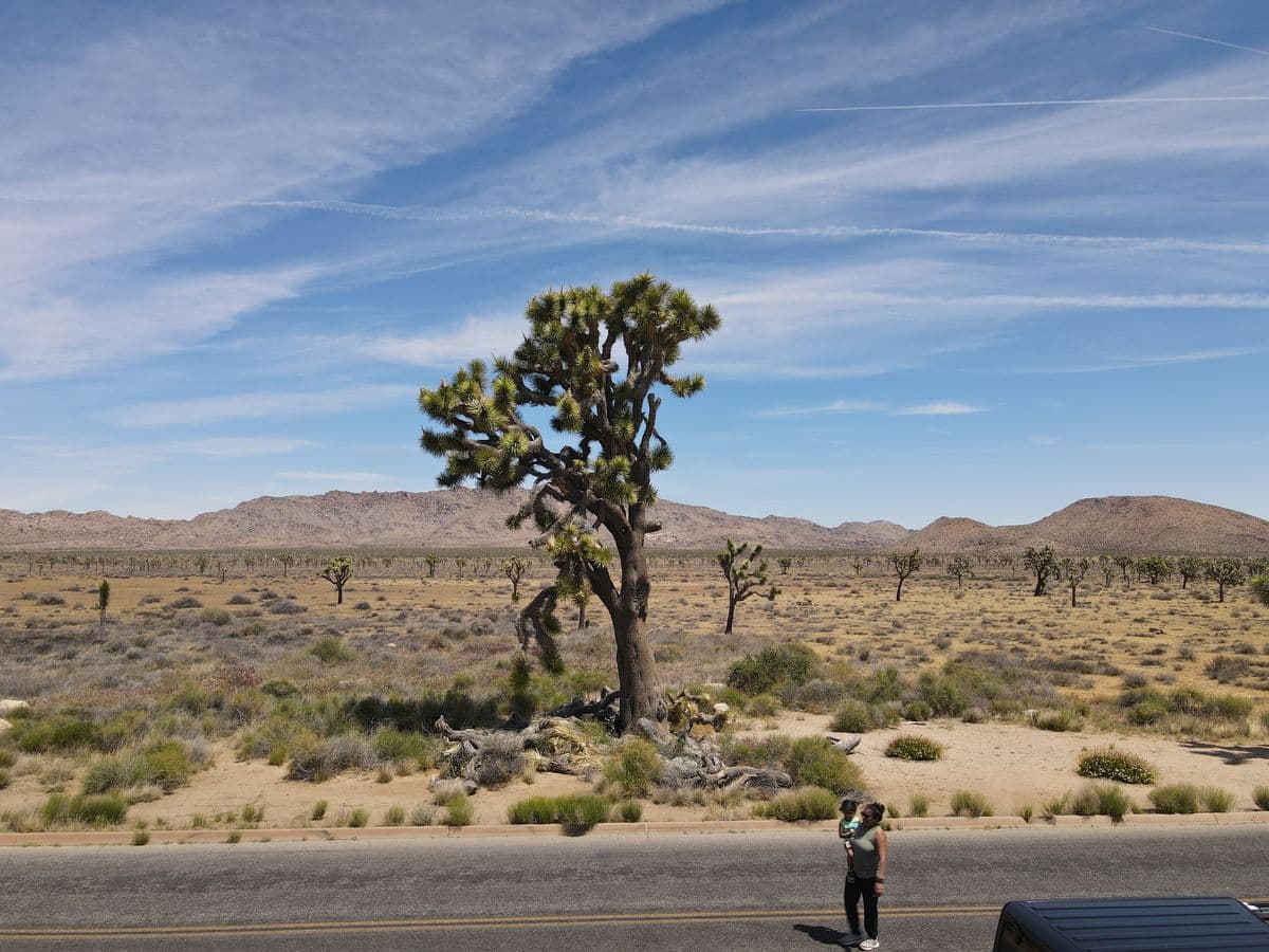 Souvenir du jour 2 — Joshua Tree, Palm Springs & Griffith Observatory